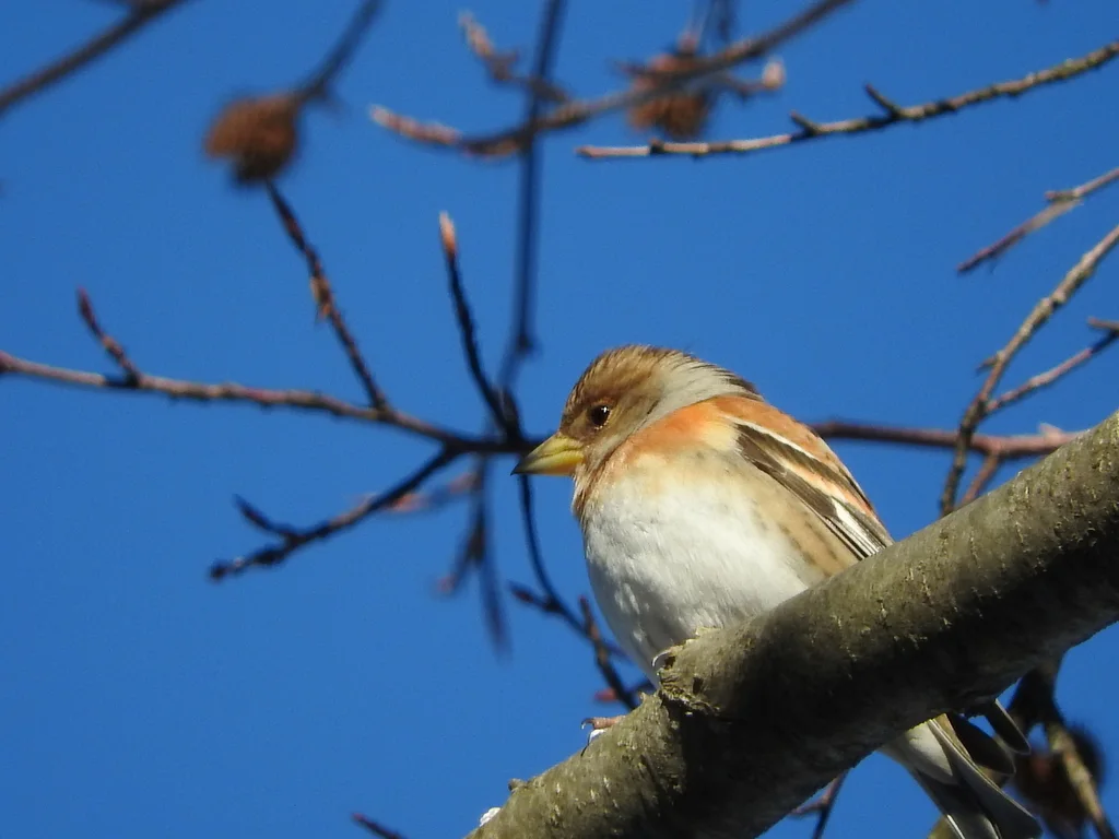 燕雀(Fringilla montifringilla)