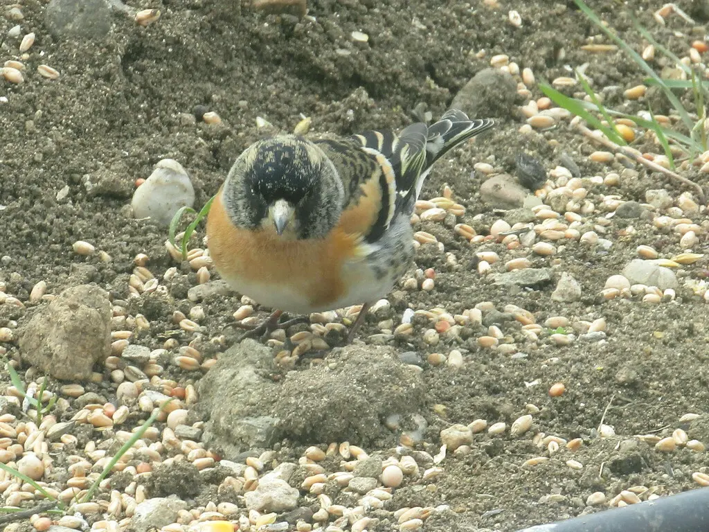 燕雀(Fringilla montifringilla)