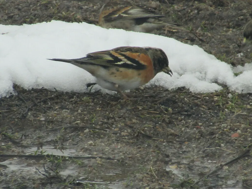 燕雀(Fringilla montifringilla)