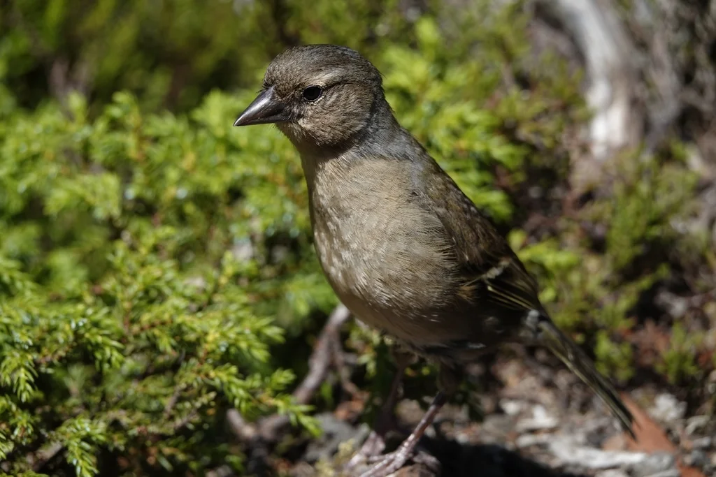 亚速尔苍头燕雀(Fringilla moreletti)