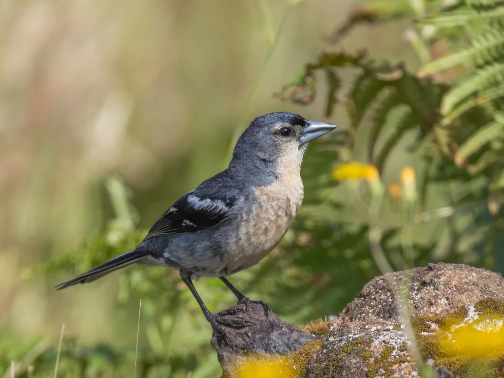 亚速尔苍头燕雀(Fringilla moreletti)
