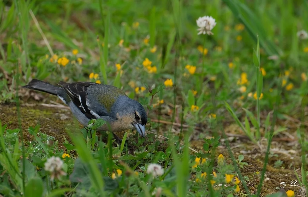 亚速尔苍头燕雀(Fringilla moreletti)