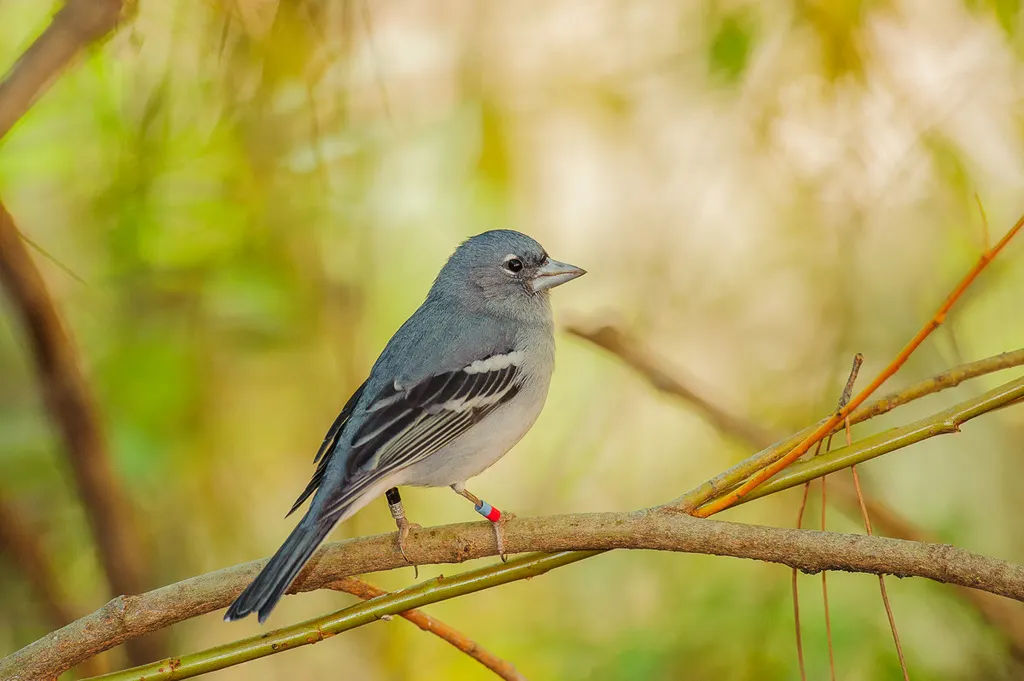 加纳利蓝燕雀(Fringilla polatzeki)