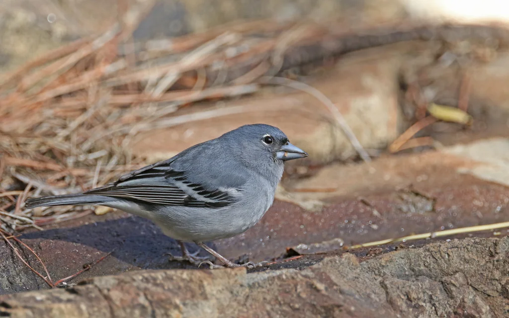 加纳利蓝燕雀(Fringilla polatzeki)