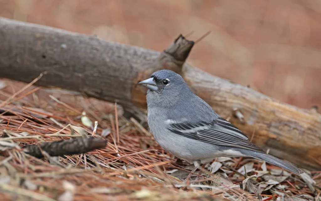 加纳利蓝燕雀(Fringilla polatzeki)