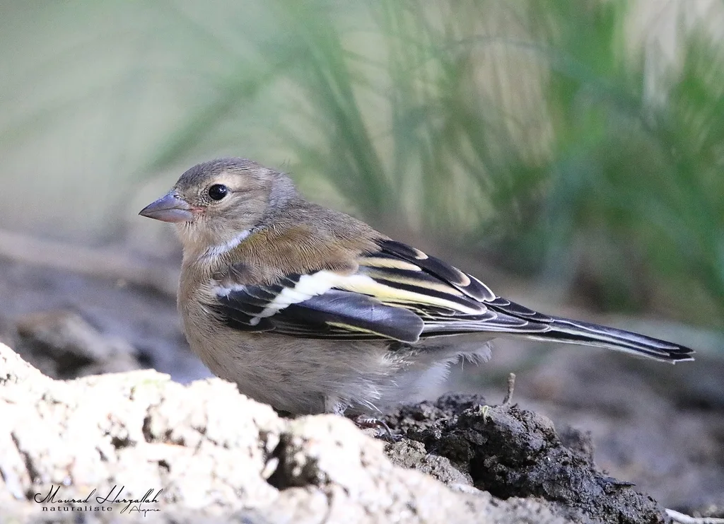 非洲苍头燕雀(Fringilla spodiogenys)