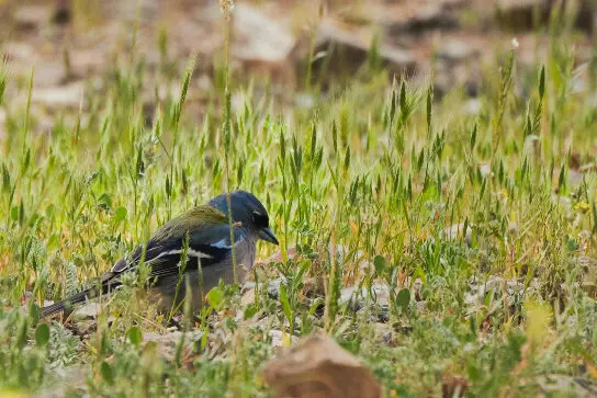 非洲苍头燕雀(Fringilla spodiogenys)