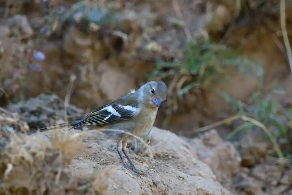 非洲苍头燕雀(Fringilla spodiogenys)