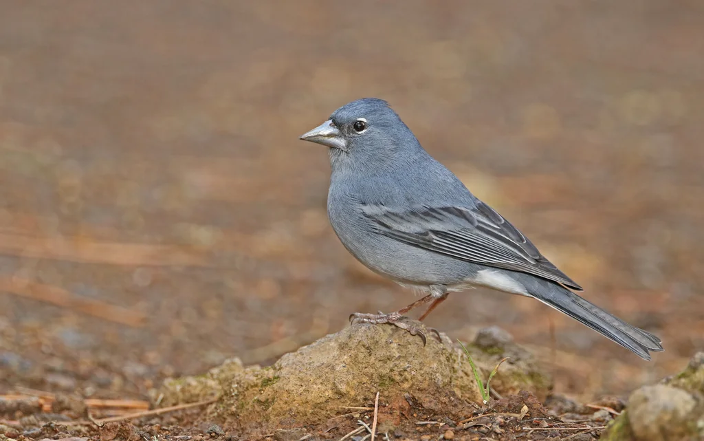 蓝燕雀(Fringilla teydea)