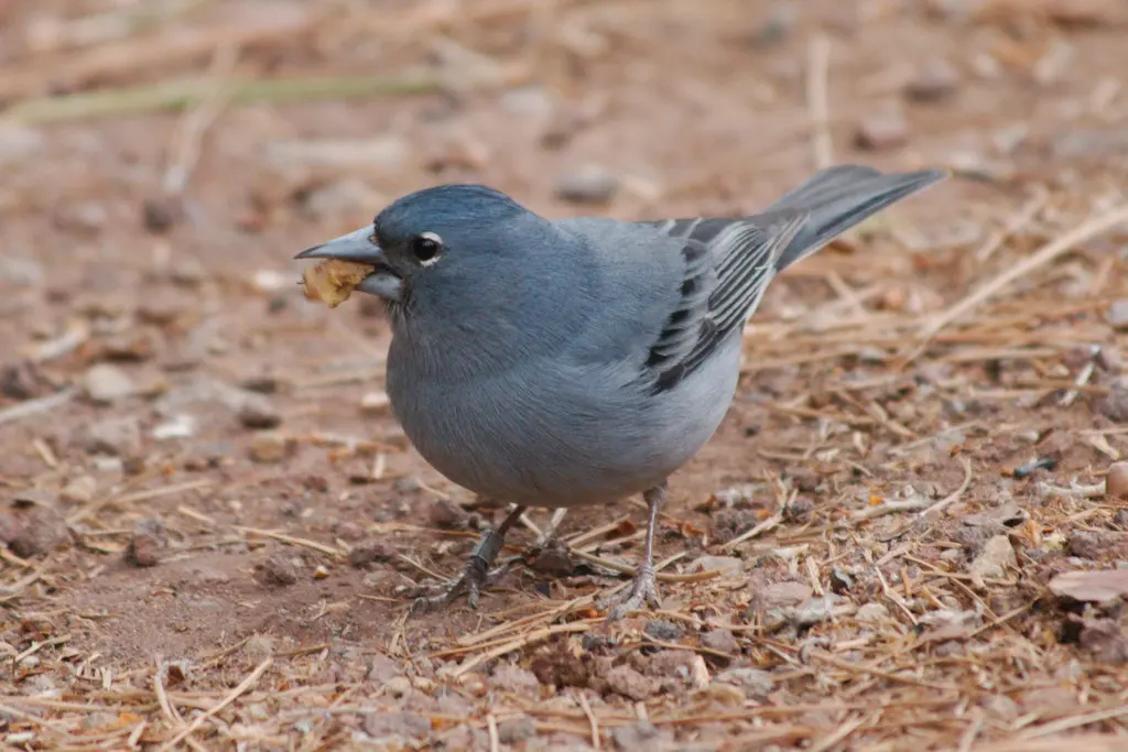 蓝燕雀(Fringilla teydea)