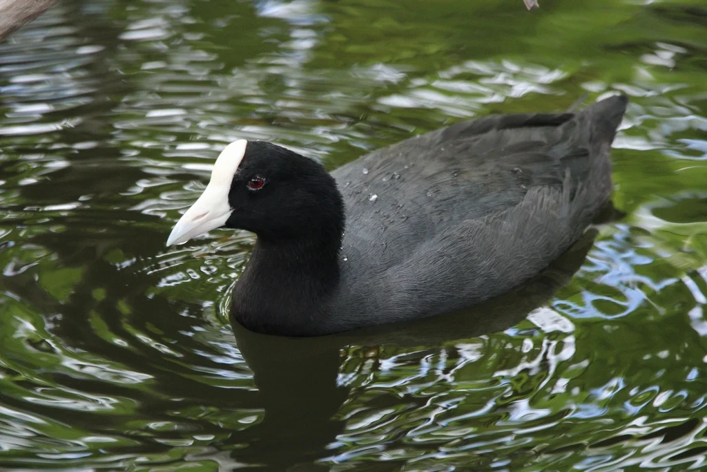 夏威夷骨顶(Fulica alai)