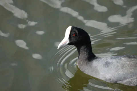 夏威夷骨顶