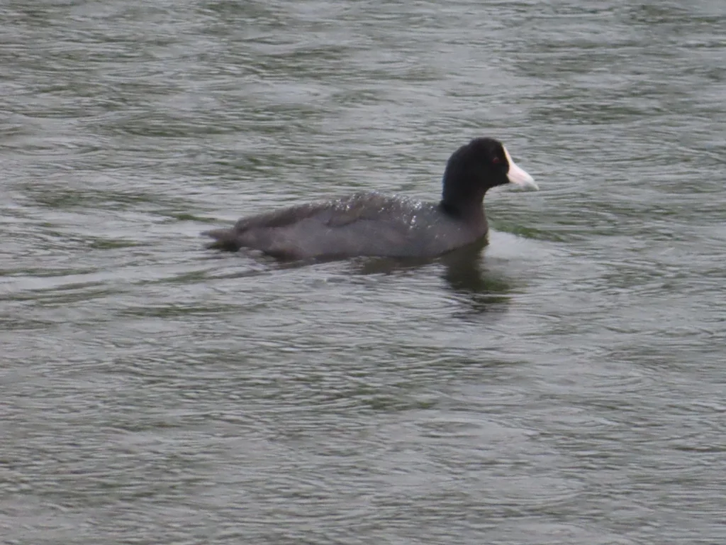 夏威夷骨顶(Fulica alai)