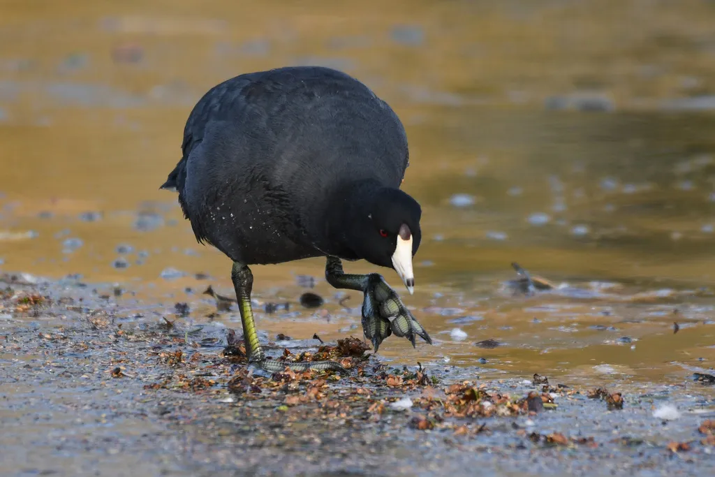 美洲骨顶(Fulica americana)