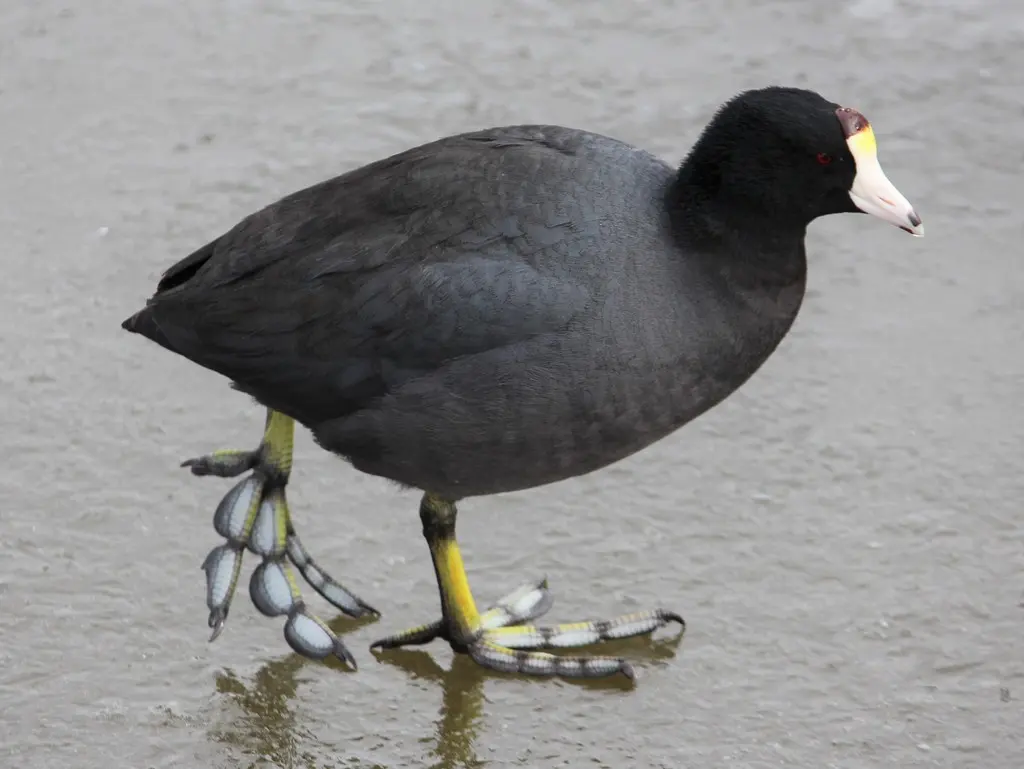 美洲骨顶(Fulica americana)
