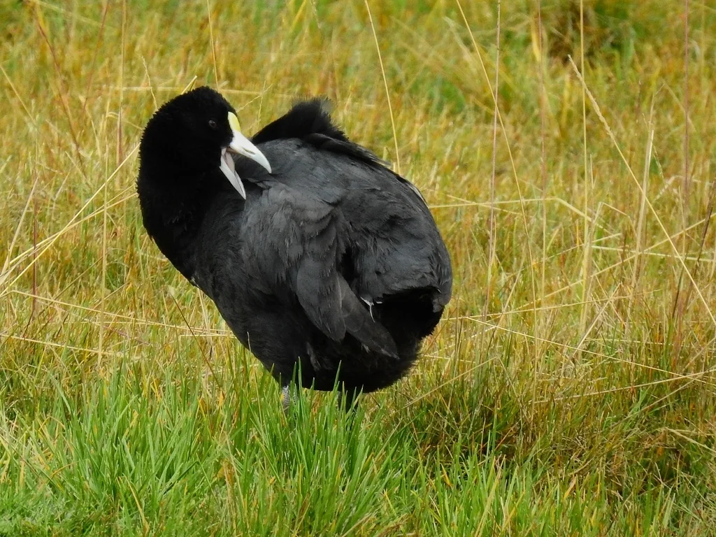 安第斯骨顶(Fulica ardesiaca)