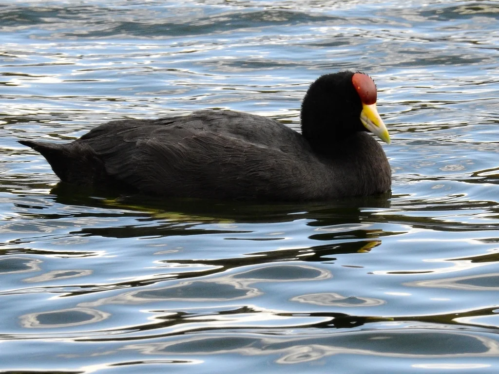 安第斯骨顶(Fulica ardesiaca)