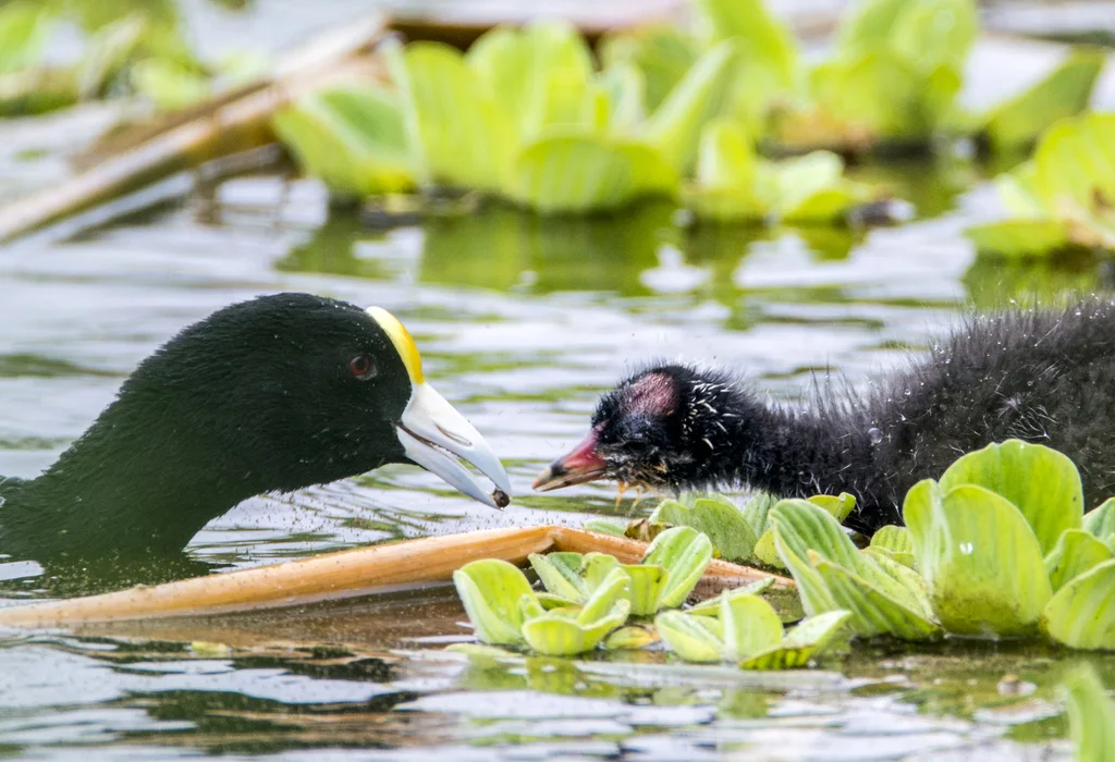 安第斯骨顶(Fulica ardesiaca)