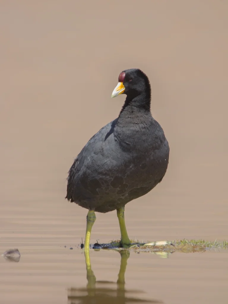 安第斯骨顶(Fulica ardesiaca)
