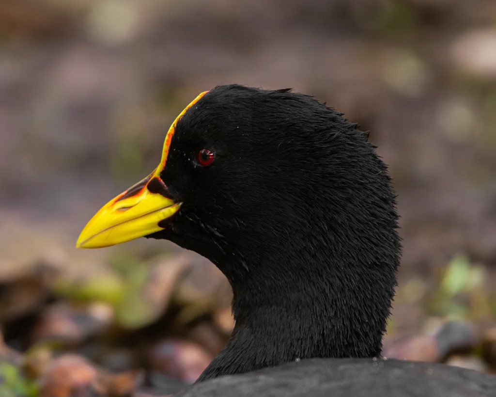 黄腿骨顶（Fulica armillata）