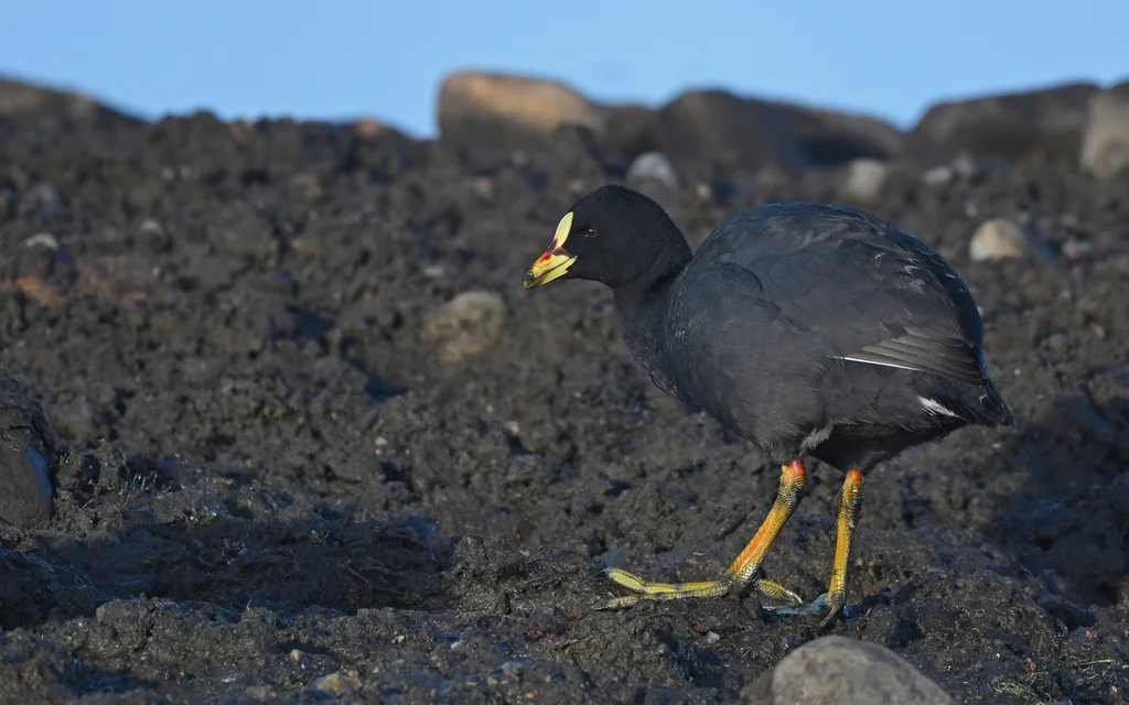 黄腿骨顶（Fulica armillata）