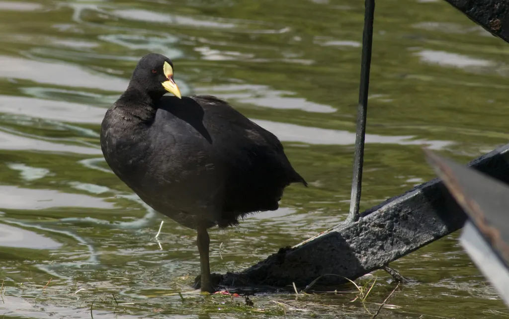 黄腿骨顶（Fulica armillata）