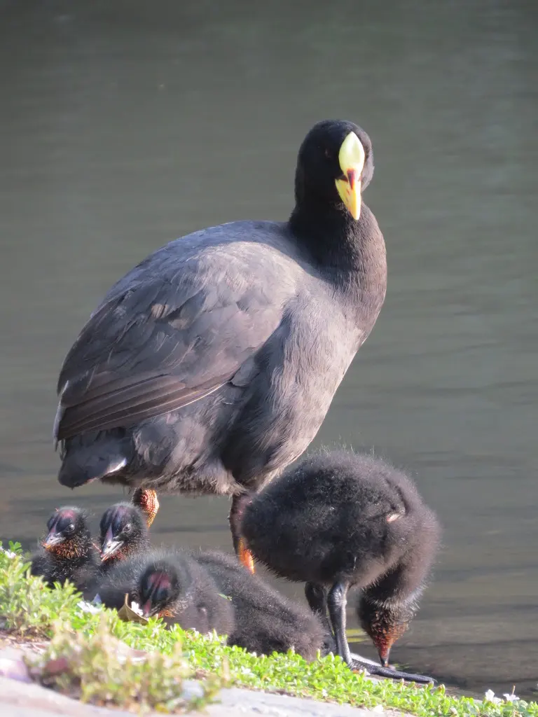 黄腿骨顶（Fulica armillata）