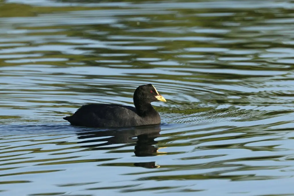 黄腿骨顶（Fulica armillata）