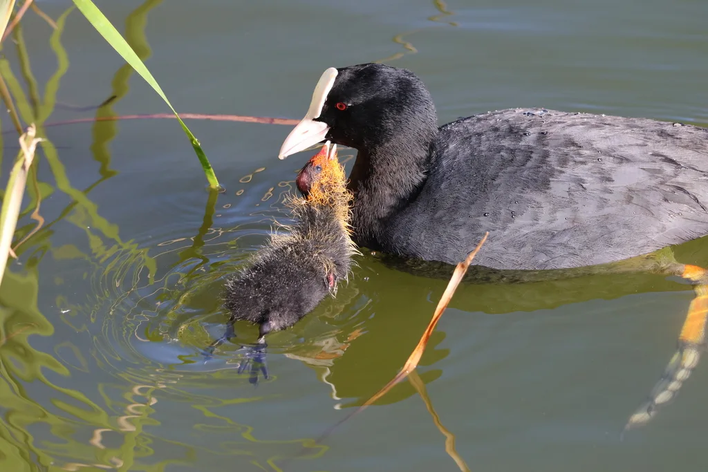白骨顶（Fulica atra）
