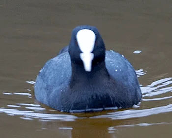 白骨顶（Fulica atra）