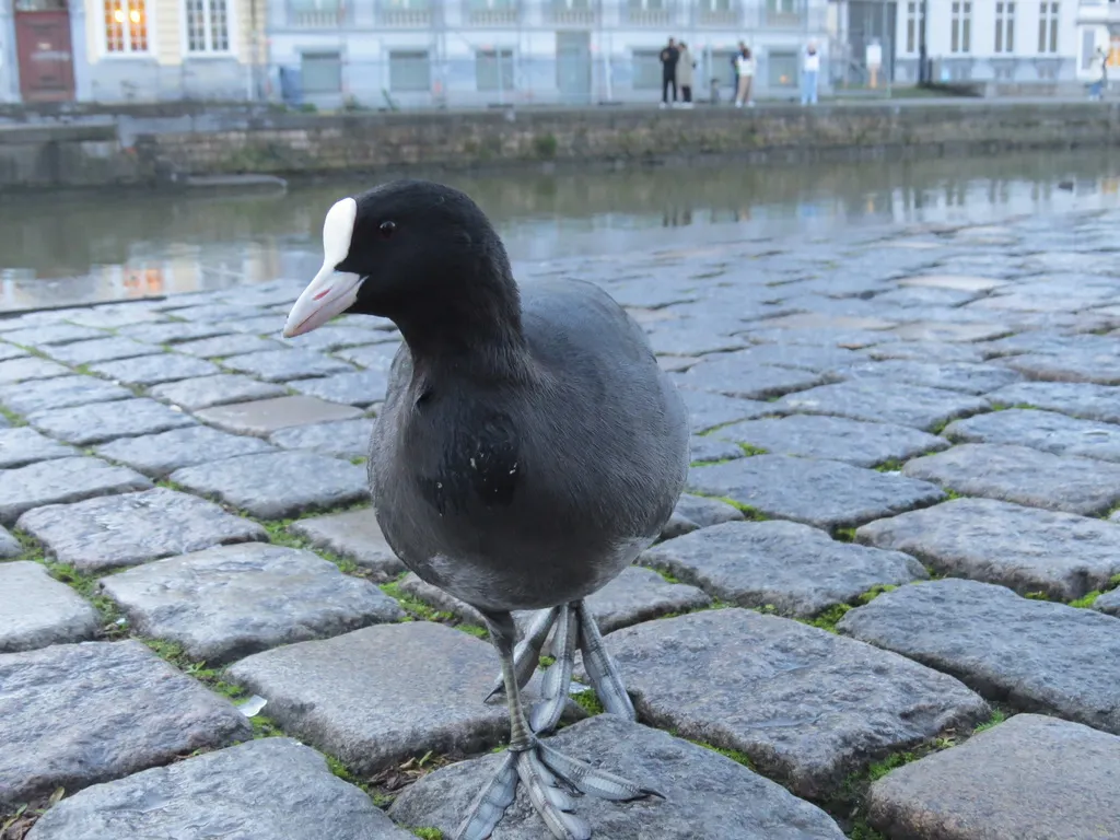 白骨顶(Fulica atra)