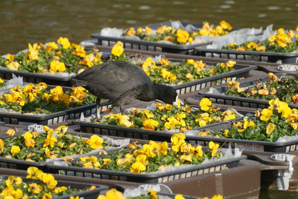 白骨顶(Fulica atra)