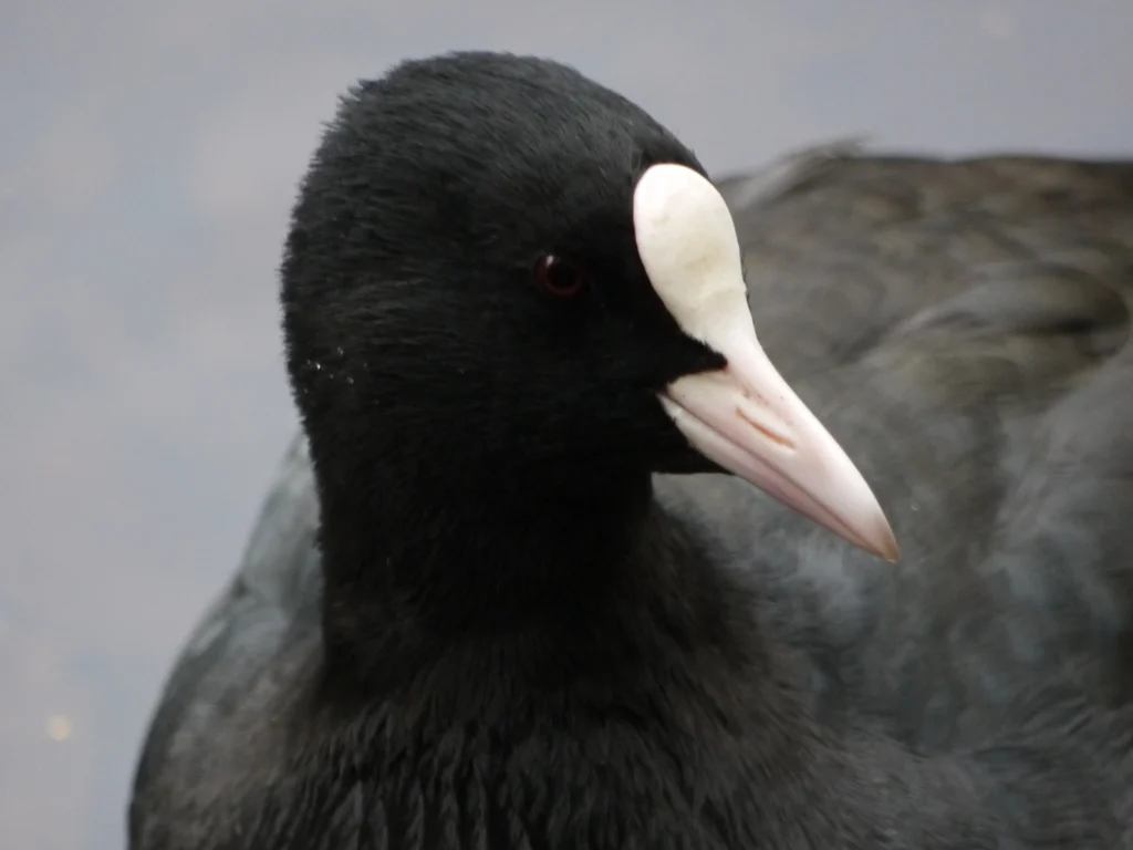 白骨顶(Fulica atra)
