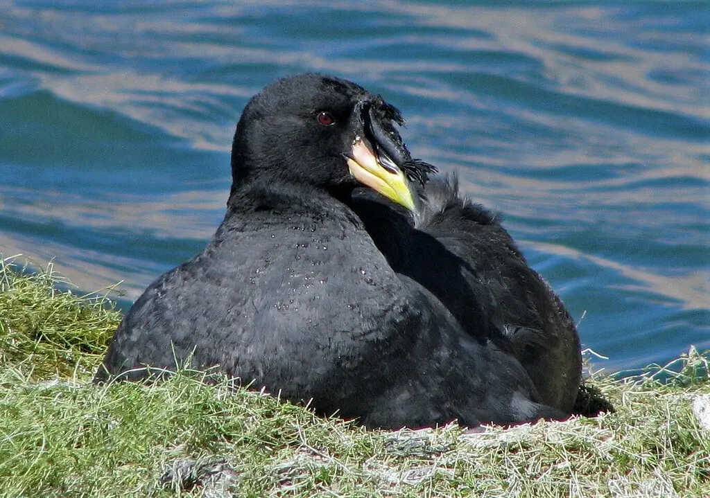 角骨顶(Fulica cornuta)