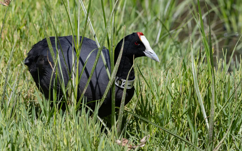 红瘤白骨顶(Fulica cristata)