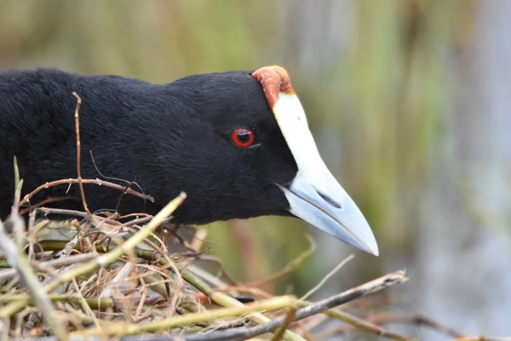 红瘤白骨顶(Fulica cristata)