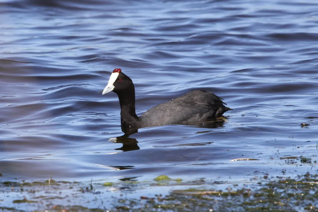 红瘤白骨顶(Fulica cristata)