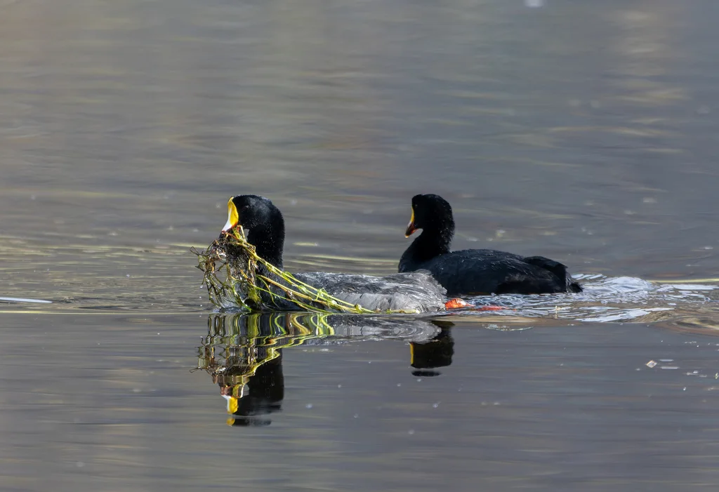 大骨顶(Fulica gigantea)