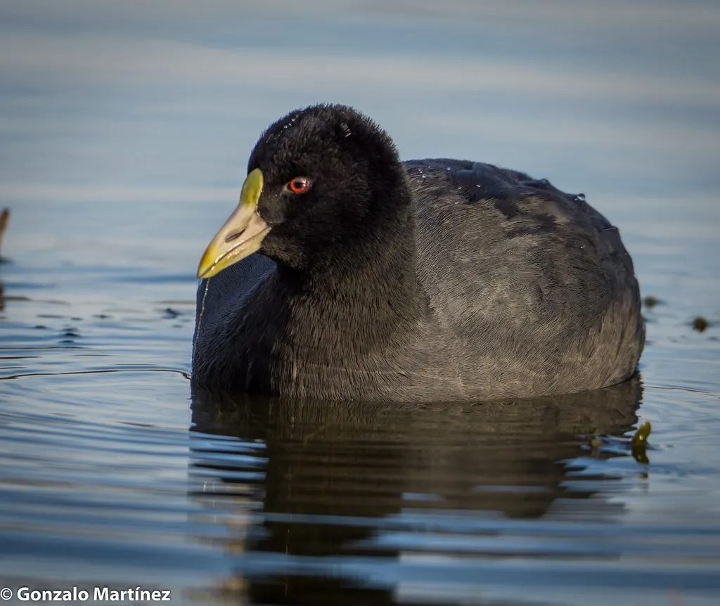 白翅骨顶(Fulica leucoptera)