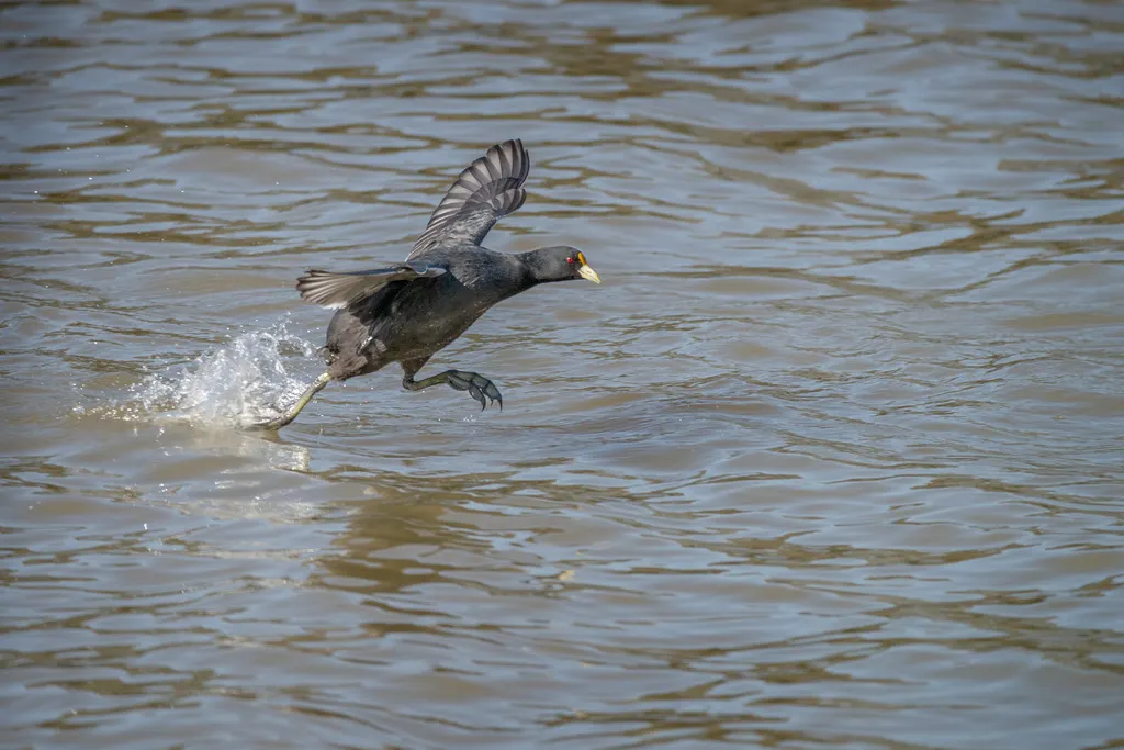 白翅骨顶(Fulica leucoptera)