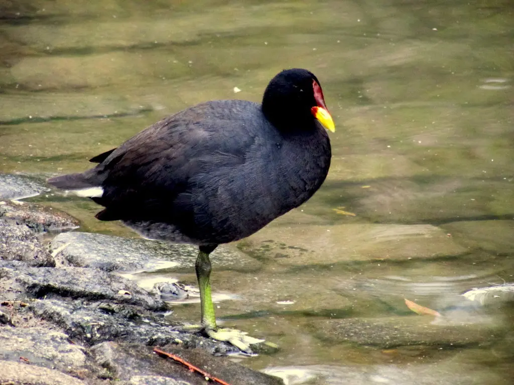 红额骨顶(Fulica rufifrons)