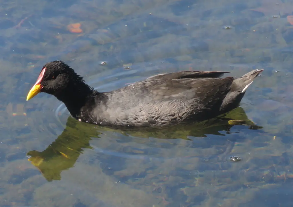红额骨顶(Fulica rufifrons)