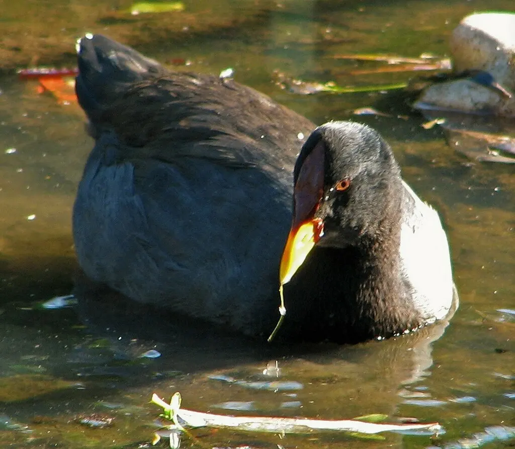 红额骨顶(Fulica rufifrons)