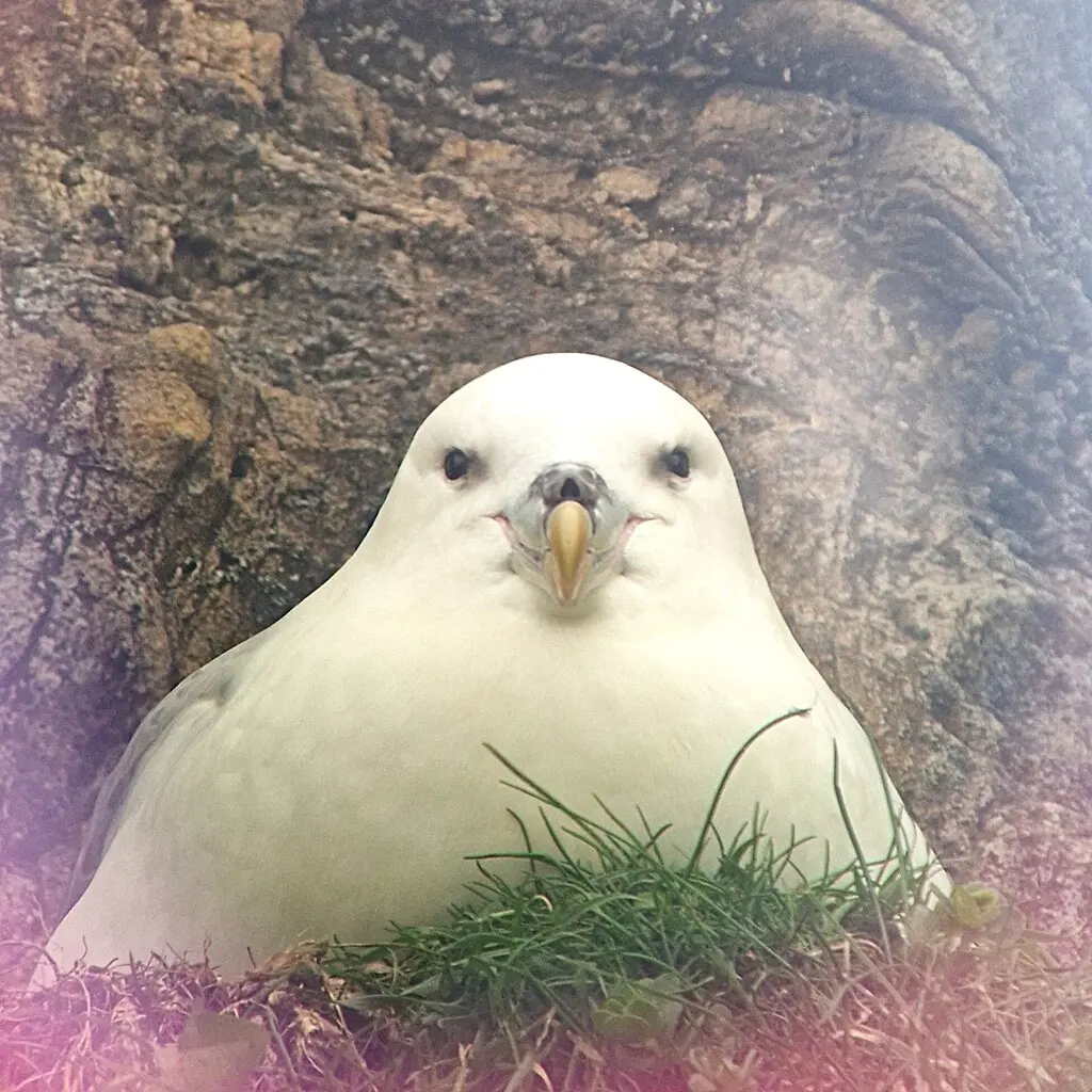 暴雪鹱(Fulmarus glacialis)