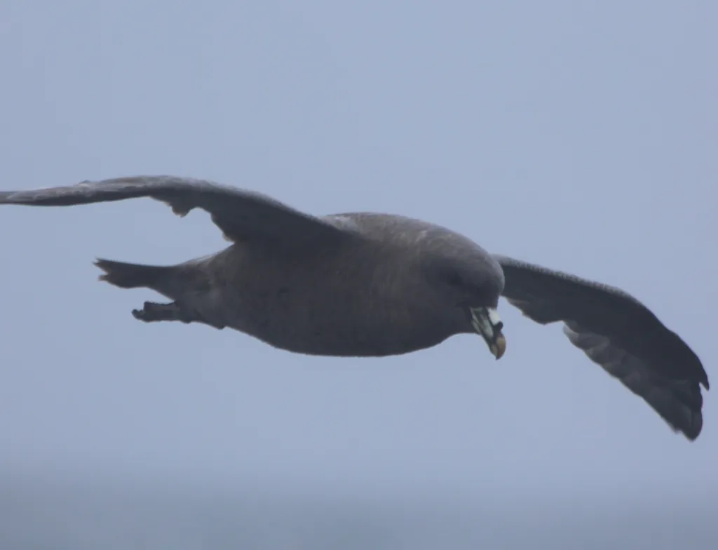 暴雪鹱(Fulmarus glacialis)