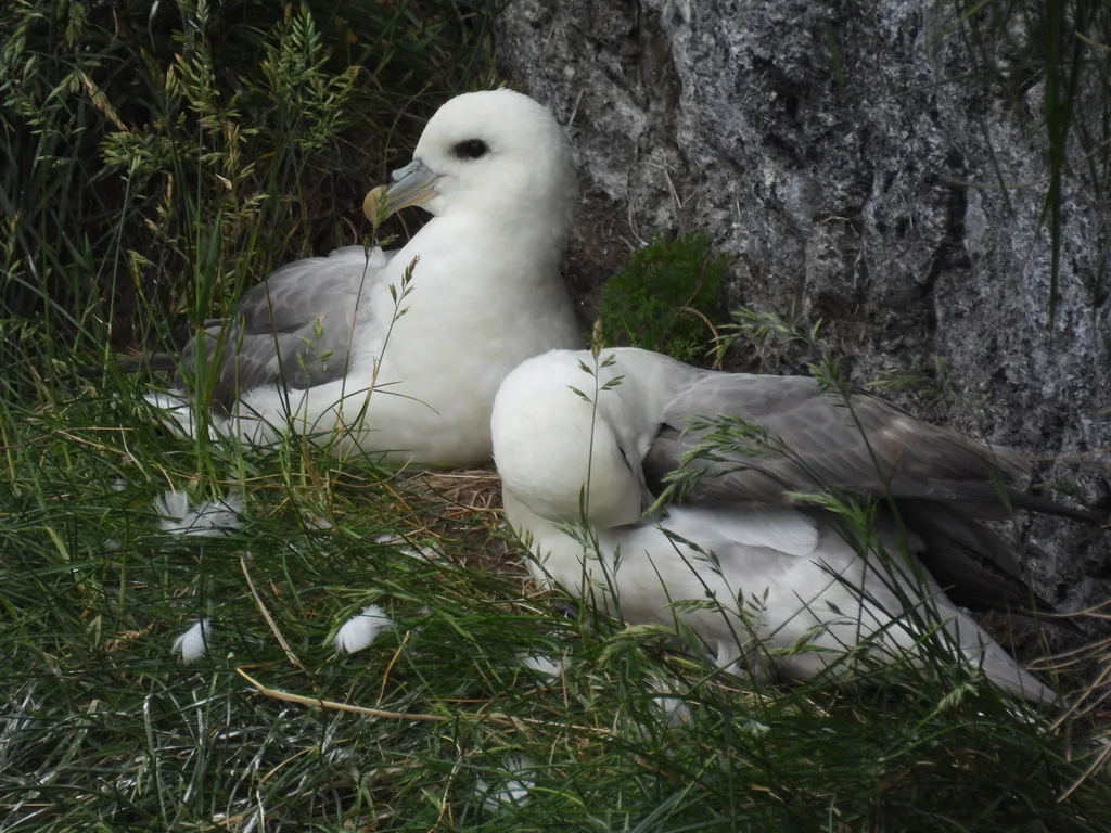 暴雪鹱(Fulmarus glacialis)