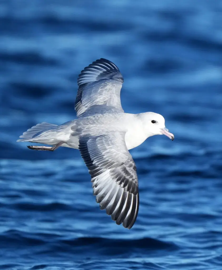 银灰暴风鹱(Fulmarus glacialoides)