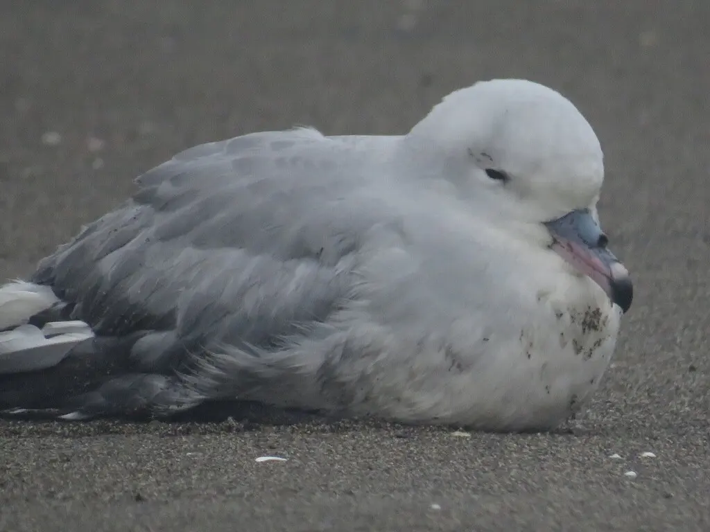 银灰暴风鹱(Fulmarus glacialoides)