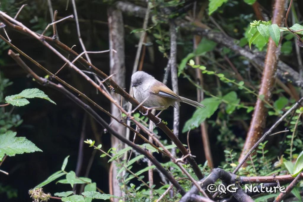 灰头雀鹛（Fulvetta cinereiceps）