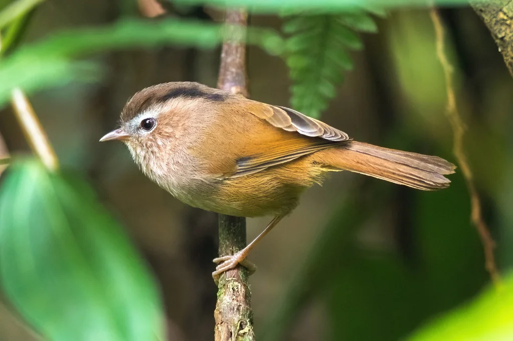 中南雀鹛(Fulvetta danisi)